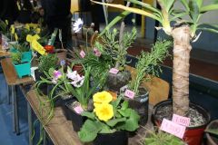 feria-pulgas-2.jpg