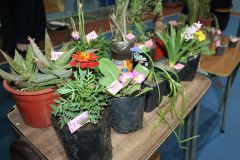 feria-pulgas-5.jpg